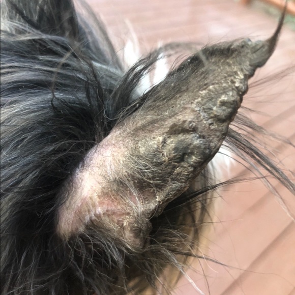 Victoria’s Secret Very Sexy Thong Satin Lace Hipster Size Medium Black NWT - Picture 9 of 12